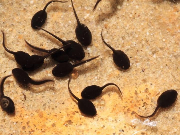 Uncle Randy to Open Aquarium in Newnan – Newnan Time with Harold